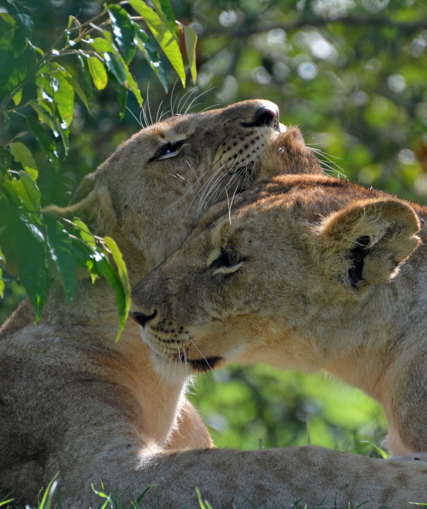 Highlights Beste Kenia Safari Naivasha