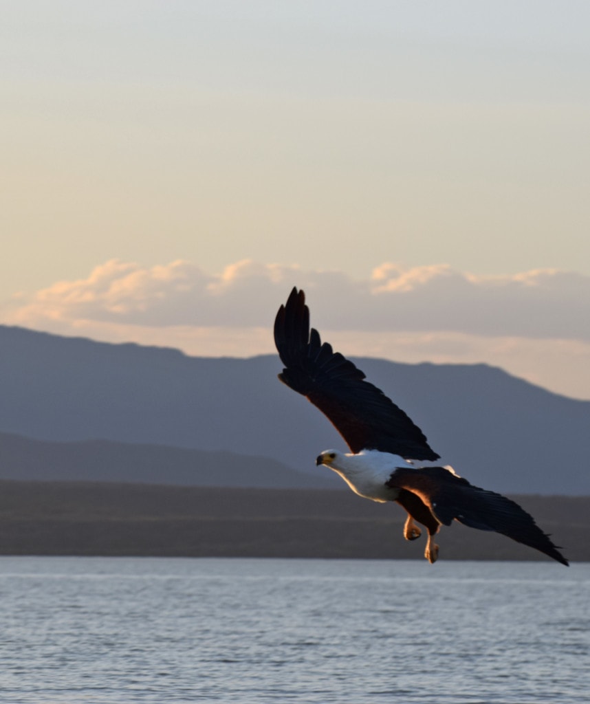 Beste Kenia Safari Highlight Naivasha See Fishadler