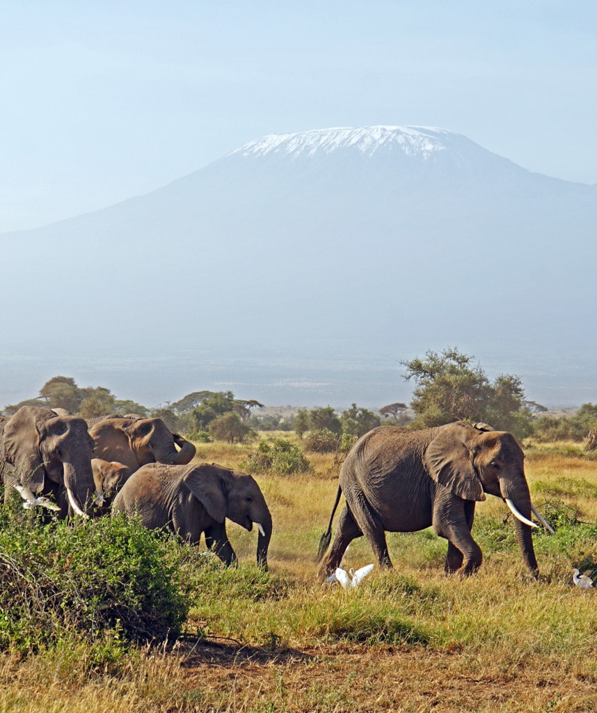 Highlights Beste Kenia Safari Amboseli