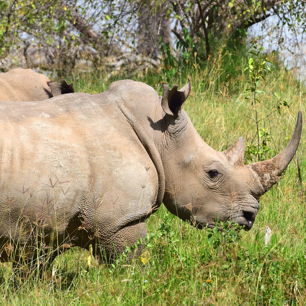 Kenia Safari 10-Tage Nakuru