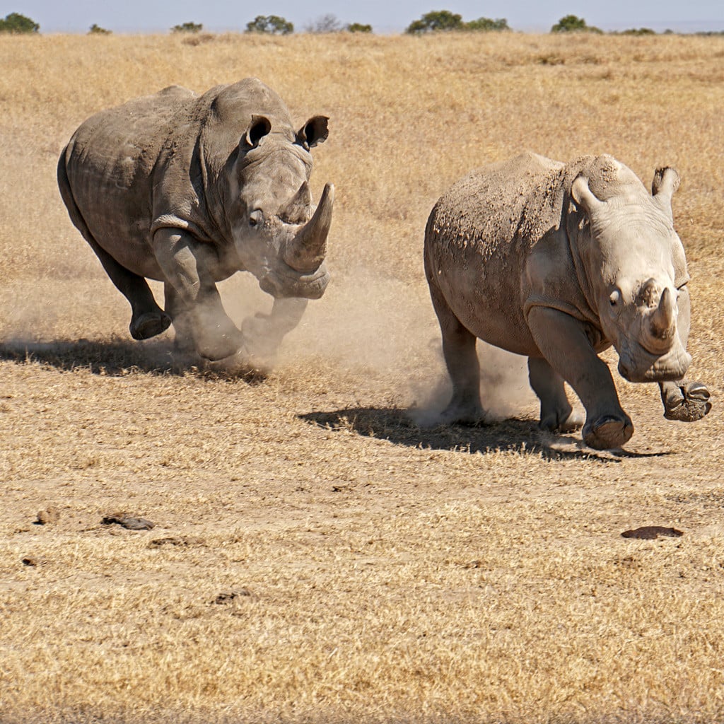 Samburu Safari Kenia