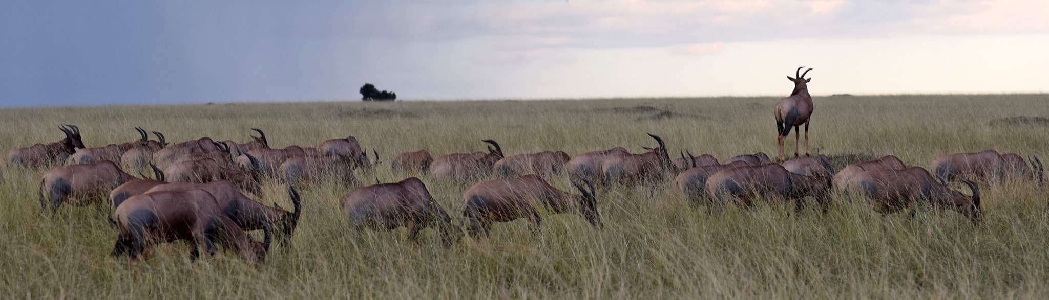 10 Tage Kenia Safari