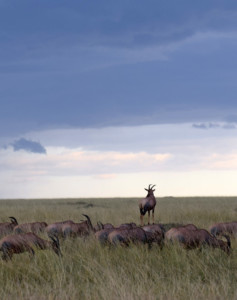 10 Tage Kenia Safari