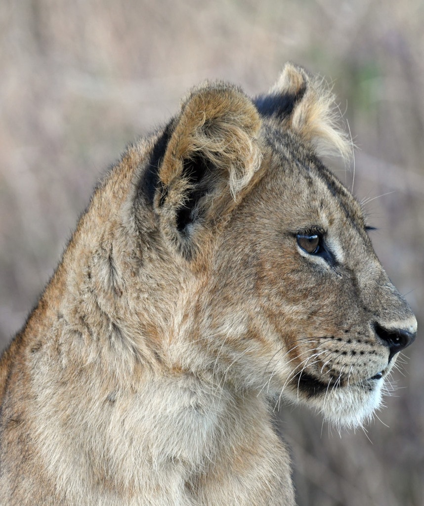 Big Five Masai Mara Safari