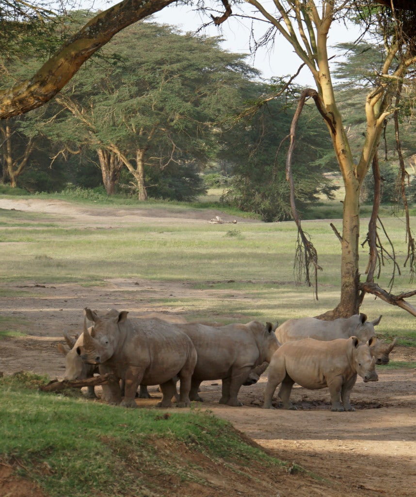 Nashörner Kenia