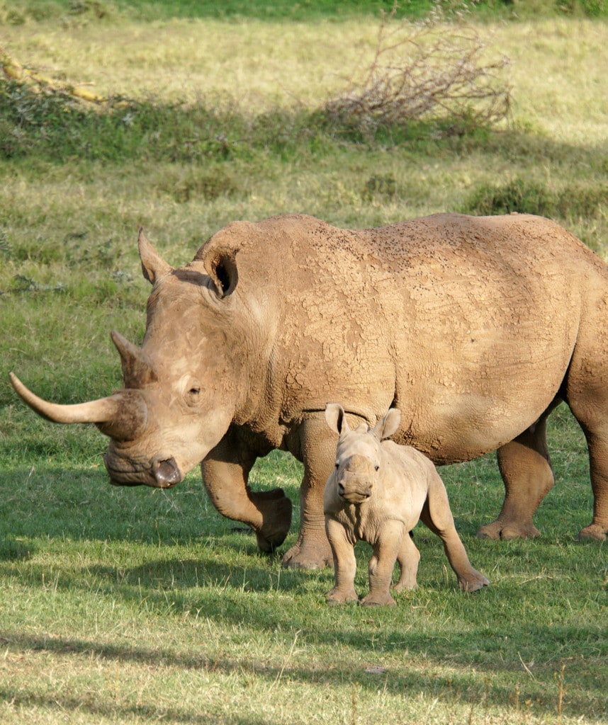 Highlights 10 Tage Kenia Safari Solio