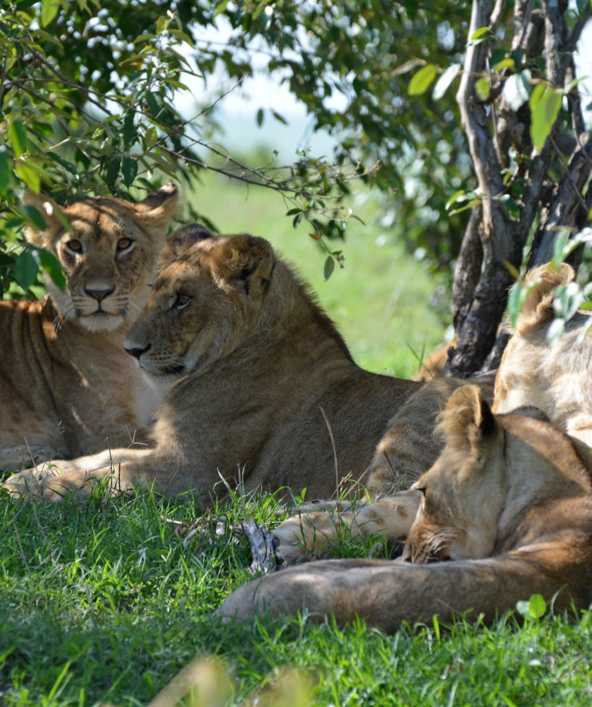 Highlights Camping Safari Kenia Masai Mara