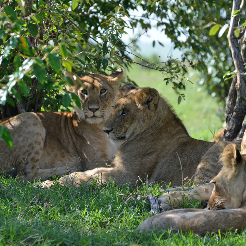Masai Mara Safari Kenia