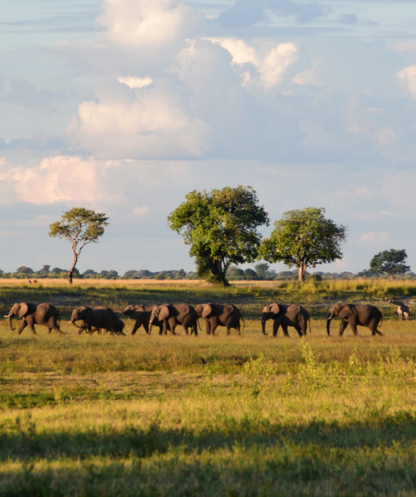 Botswana Chobe