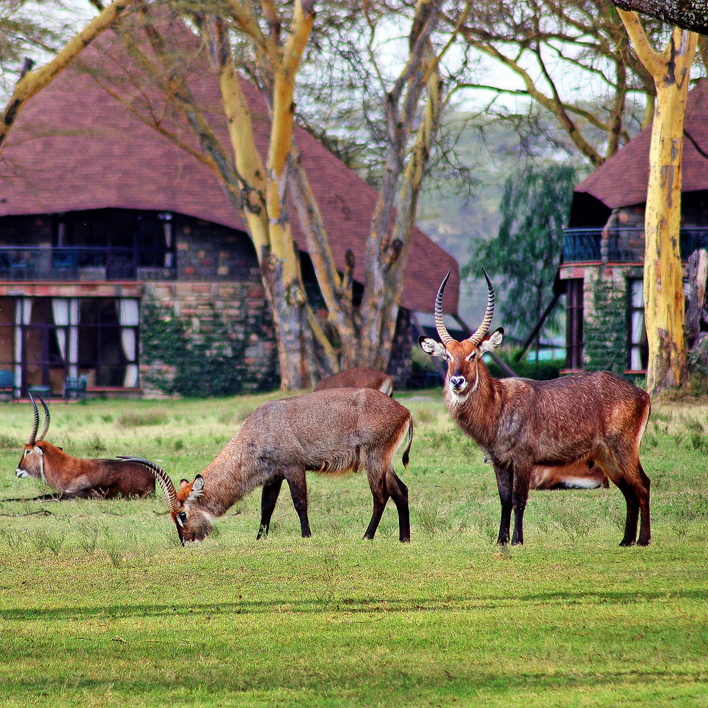 Sopa Lodge Naivasha Kenia