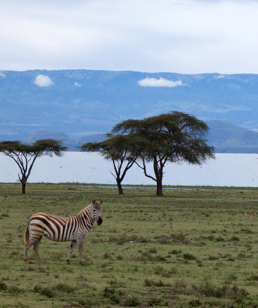 Highlight Camping Safari Kenia Crescent Island