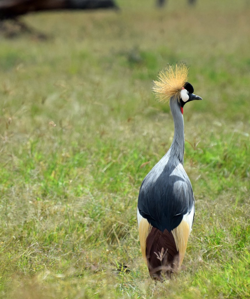 10 Tage Kenia Safari Nakuru