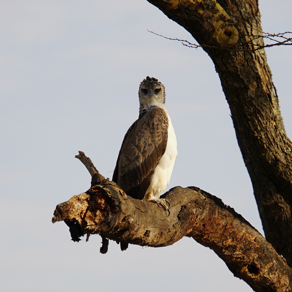 Greifvogel Samburu Safari