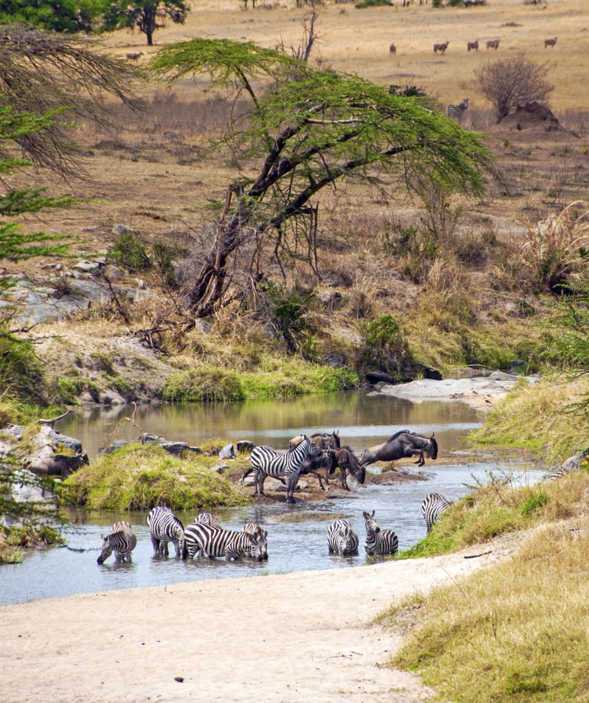 Mara River Private Safari Kenia
