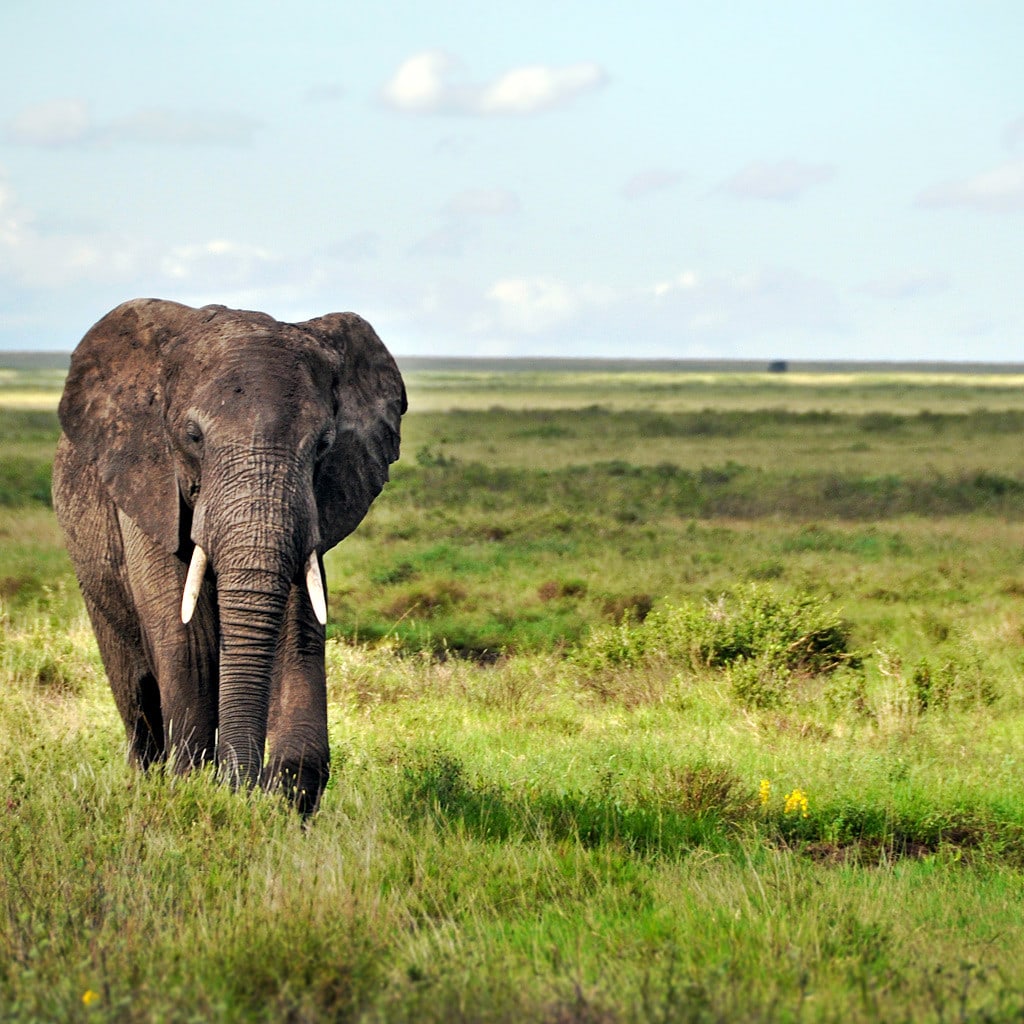 10 Tage Kenia Safari Big five