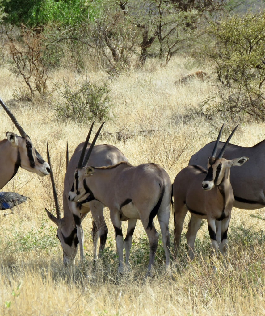 Kenia Samburu Safari
