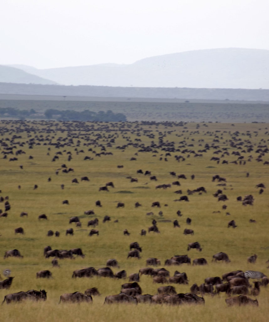 10 Tage Kenia Safari Masai Mara