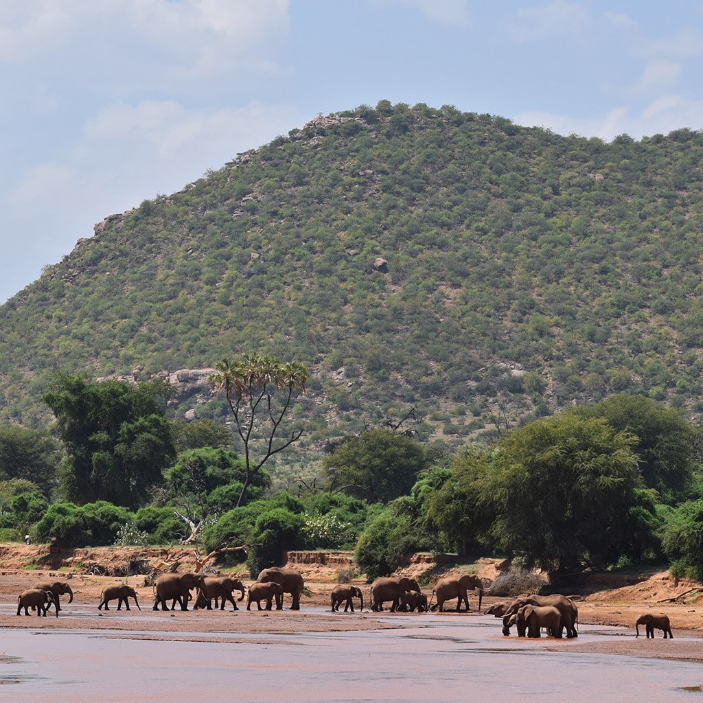 Elefantenherde Samburu Safari Kenia