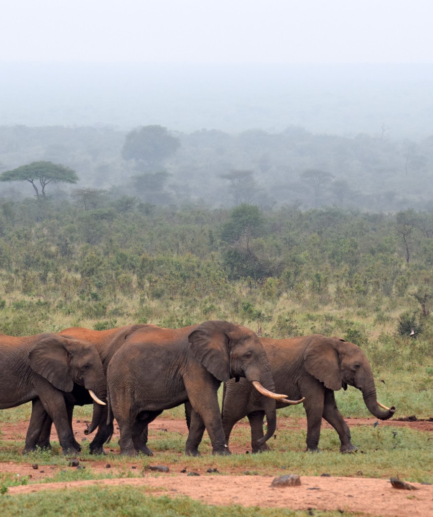 Highlight Camping Safari Kenia Tsavo East