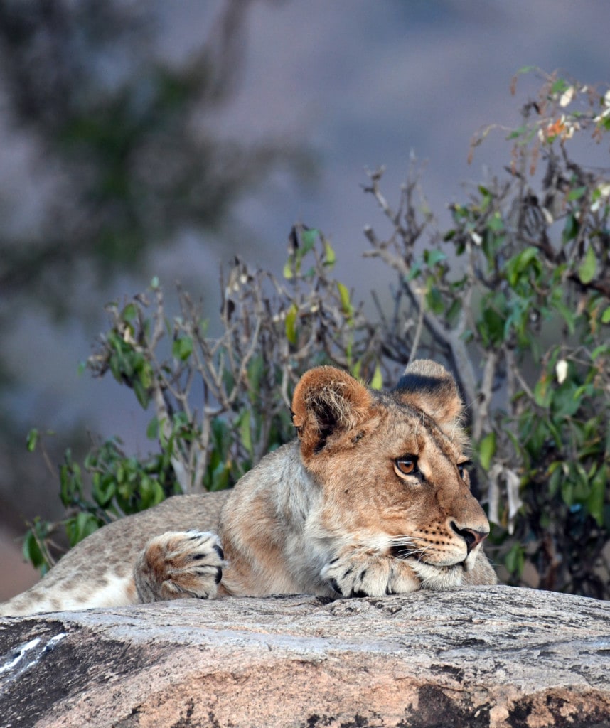 10 Tage Gruppen Safari Serengeti