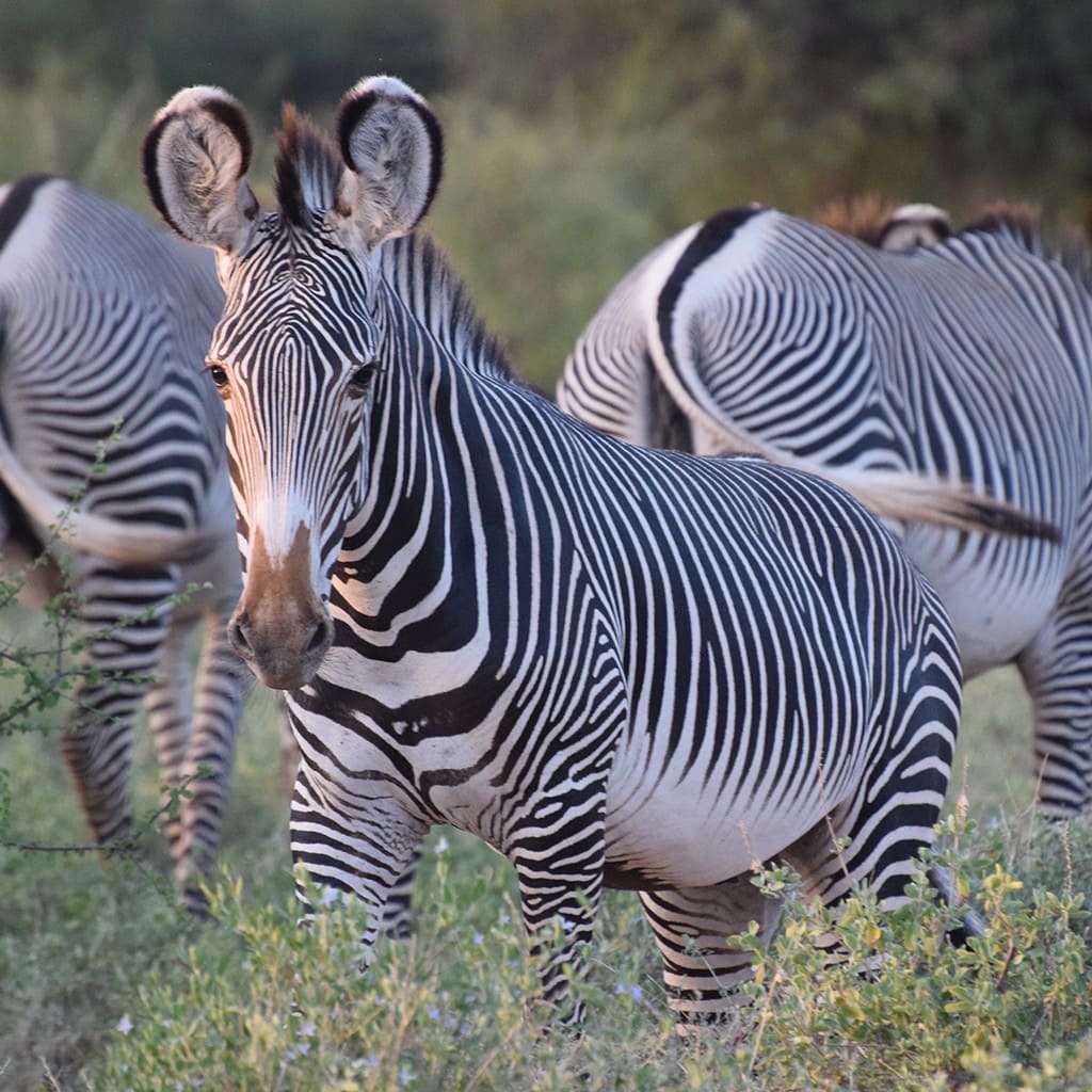 Grevys Zebras Samburu Safari Kenia
