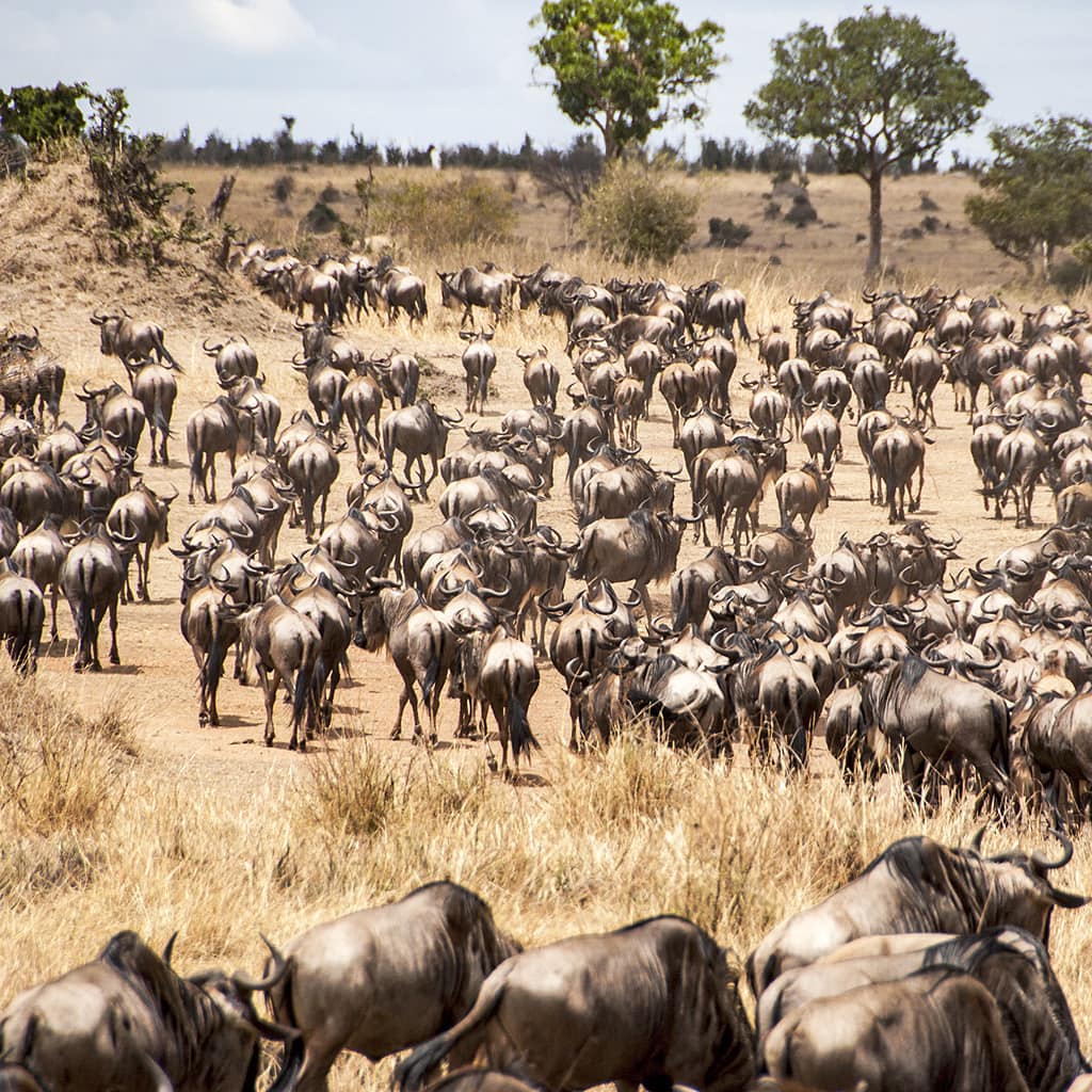 Private Safari Masai Mara