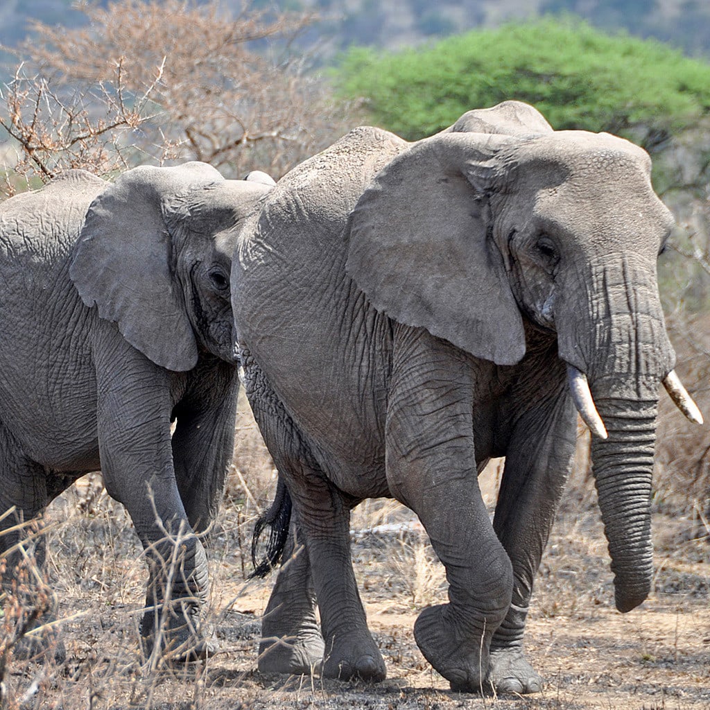Safari Kenia Einsteiger