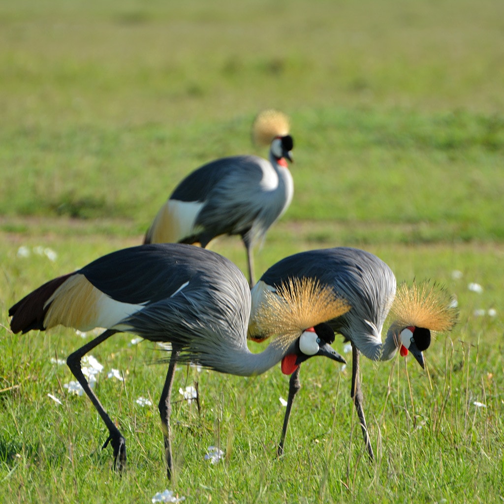 Kenia Safari Camping