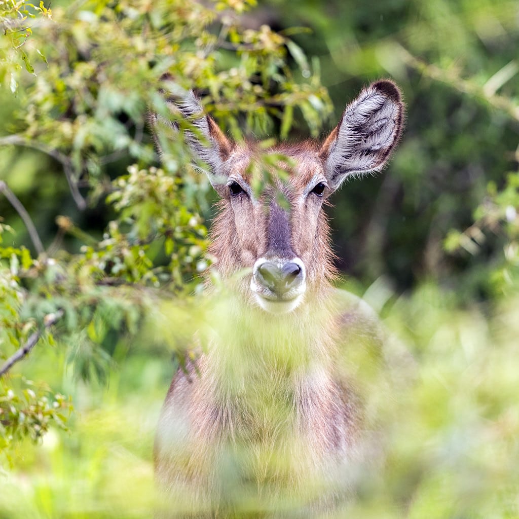 Individual Safari Masai Mara Kenia