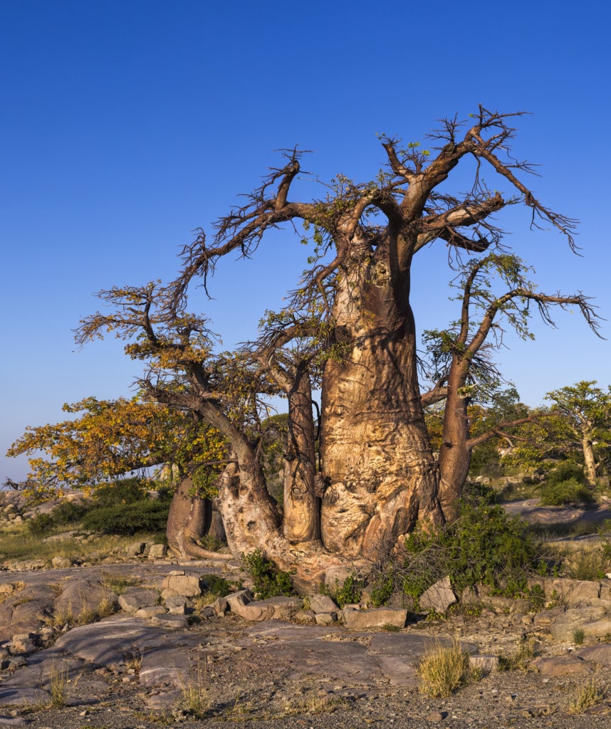 Botswana Makgadikgadi & Nxai pans