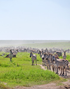 Camping Safari Kenia