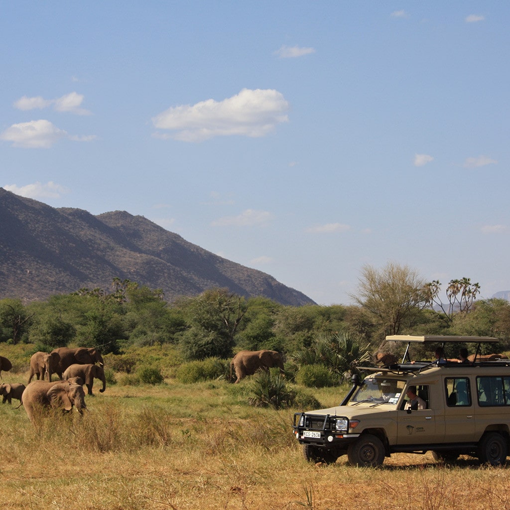 Pirschfahrt Samburu Safari Elefantenherde