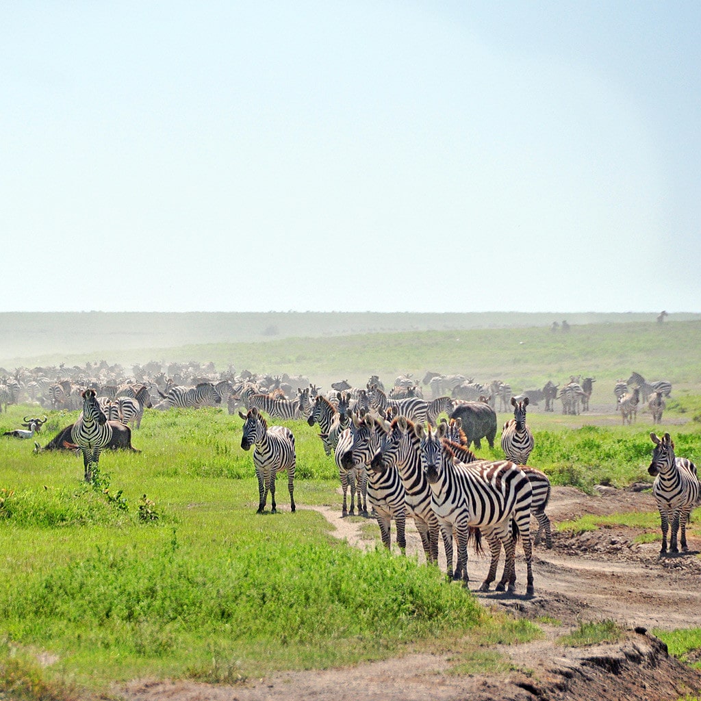 Afrika Safaris Zebras