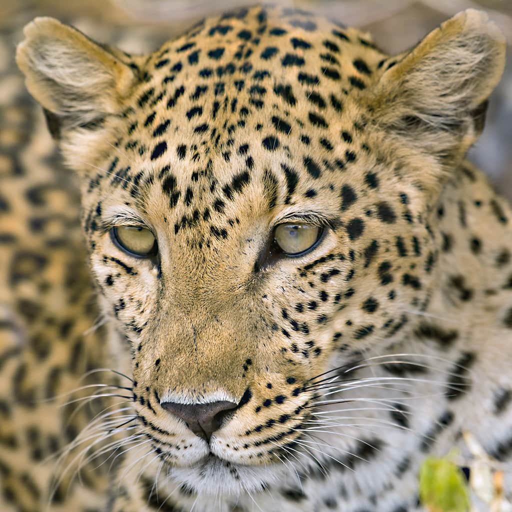 Fly-In Safari Botswana Leopard