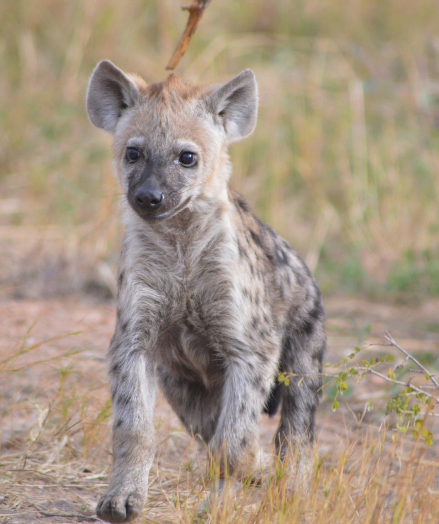 Selbstfahrer Rundreise Südafrika Highlight Krüger Nationalpark