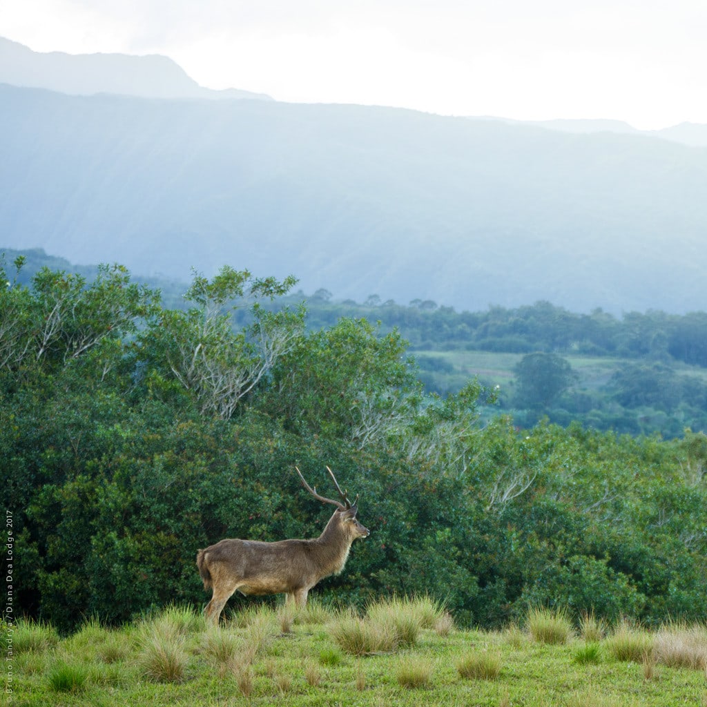 Diana Dea Umgebung La Reunion