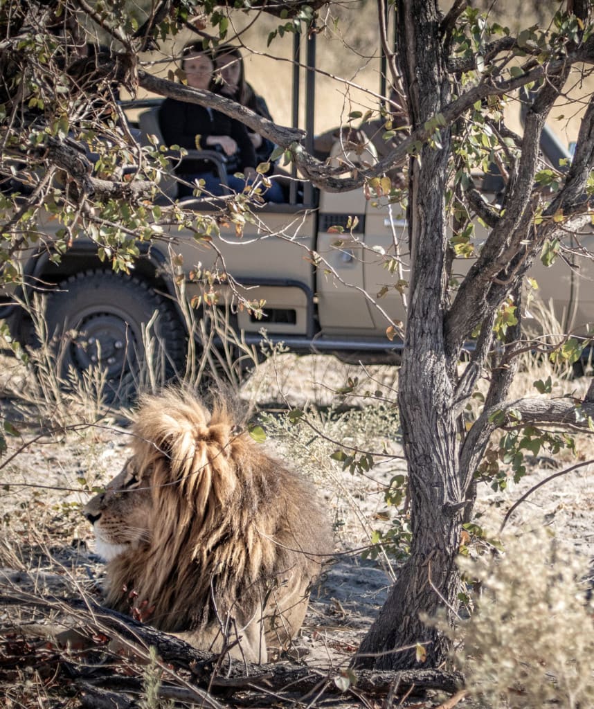 Moremi Game Reserve Highlights