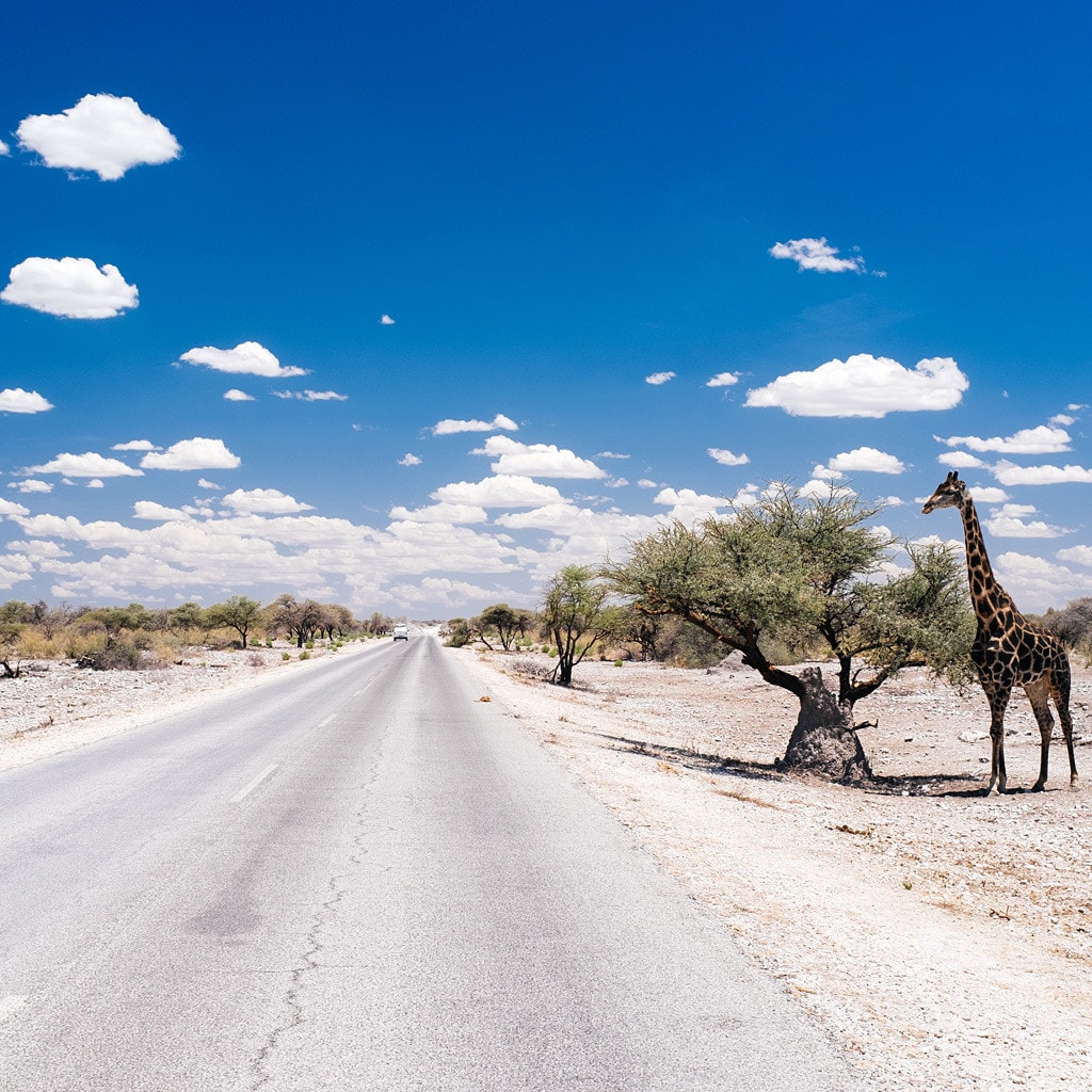 Safari Namibia Botswana