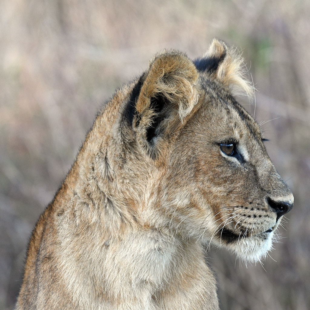Afrika Safaris Löwen portrait