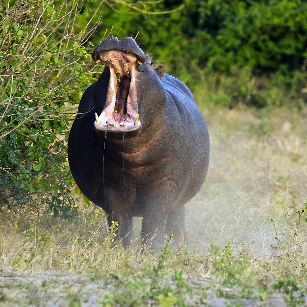 Fly-In Safari Botswana Flusspferd