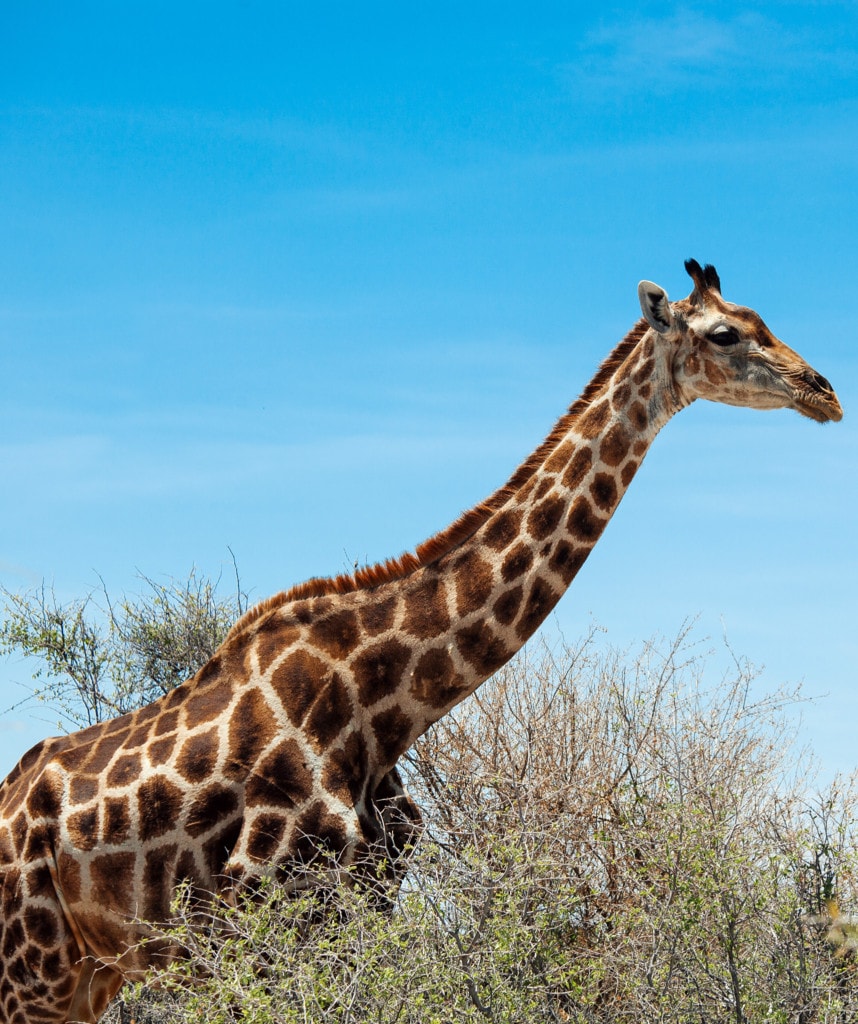 highlights namibia botswana safari etosha