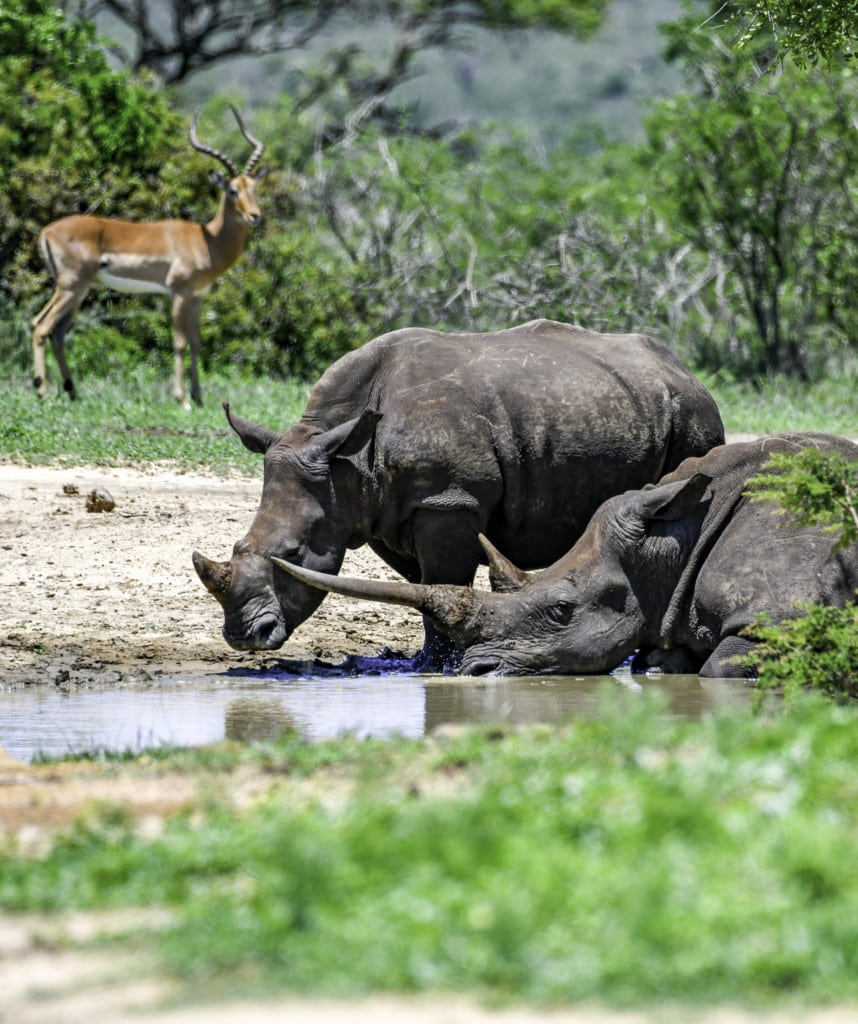 Hluhluwe-Imfolozi Nashorn Südafrika