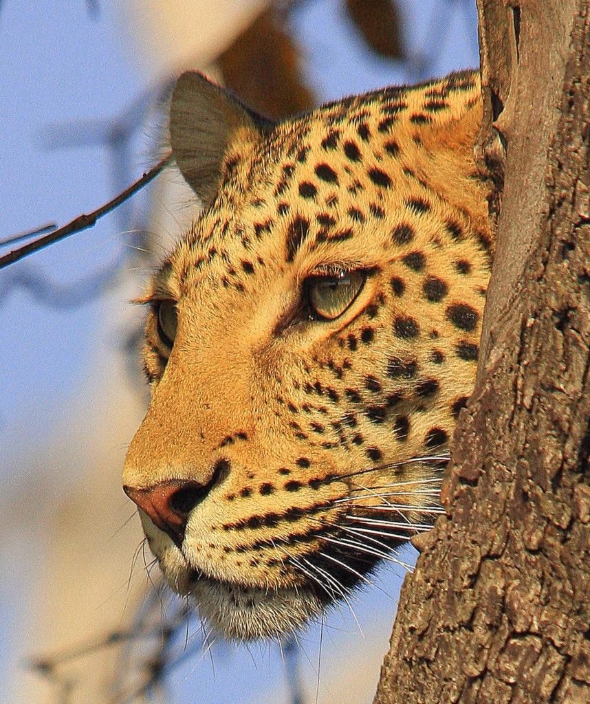 Khwai Concession Highlights