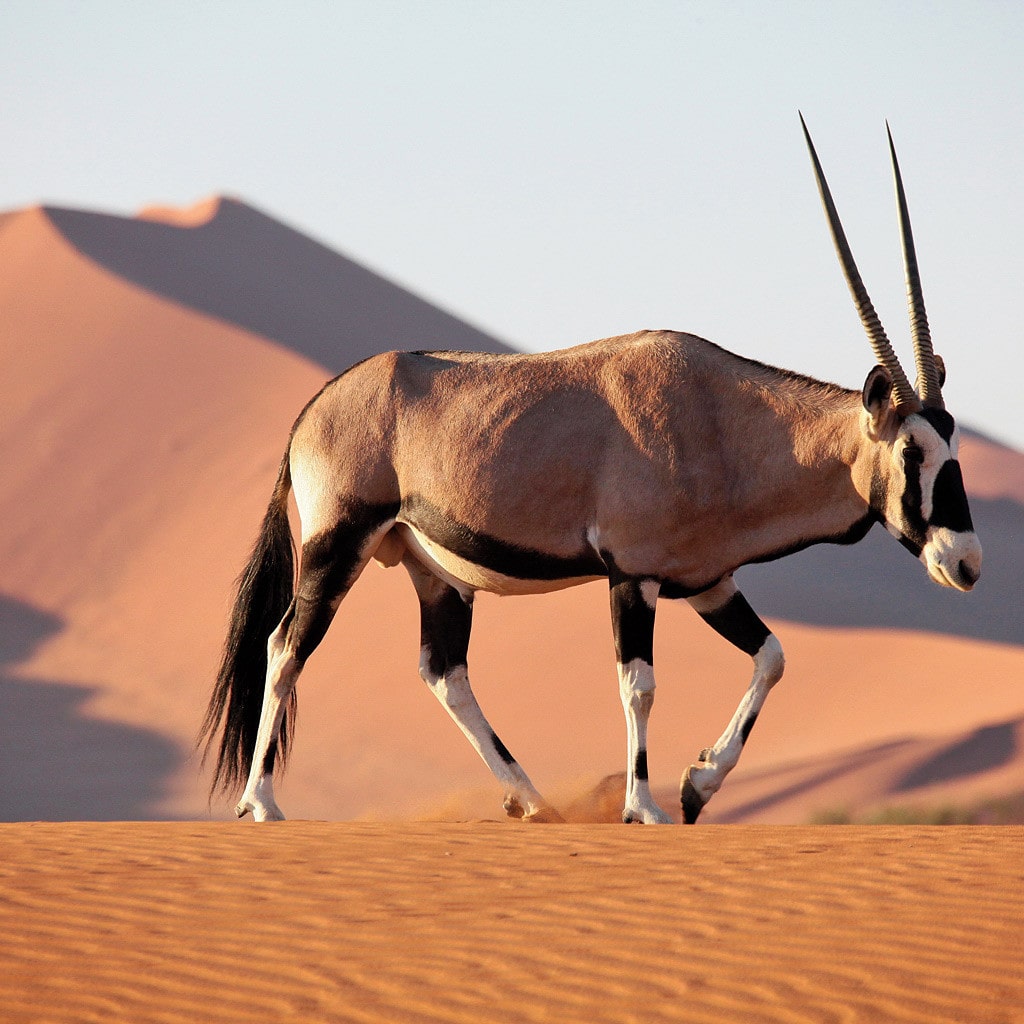 Lodge Safari Namibia