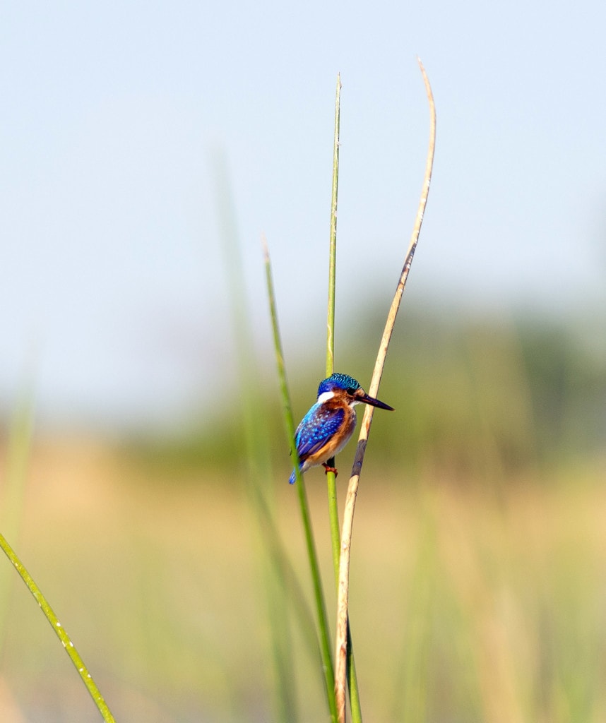 Highlights Namibia Botswana Safari Sambesi