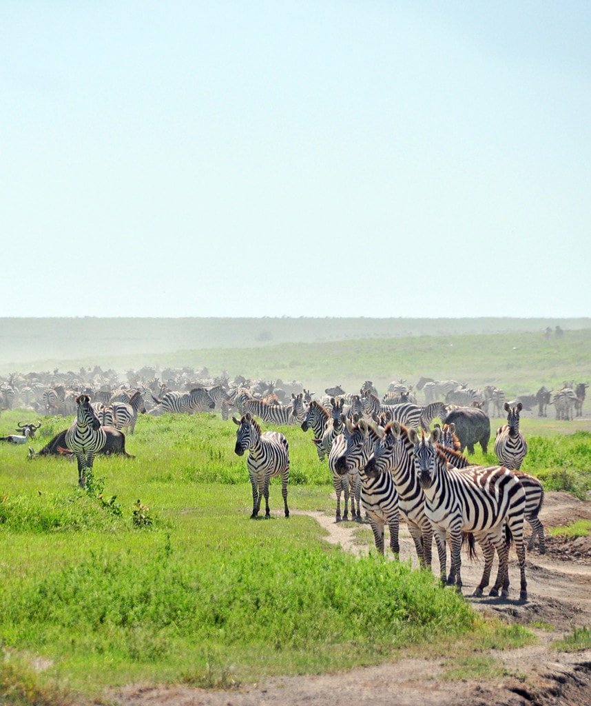 Reise Kenia Great Migration Masai Mara