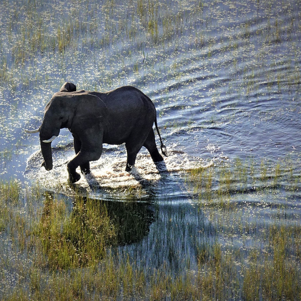 Fly-In Safari Botswana Elefant