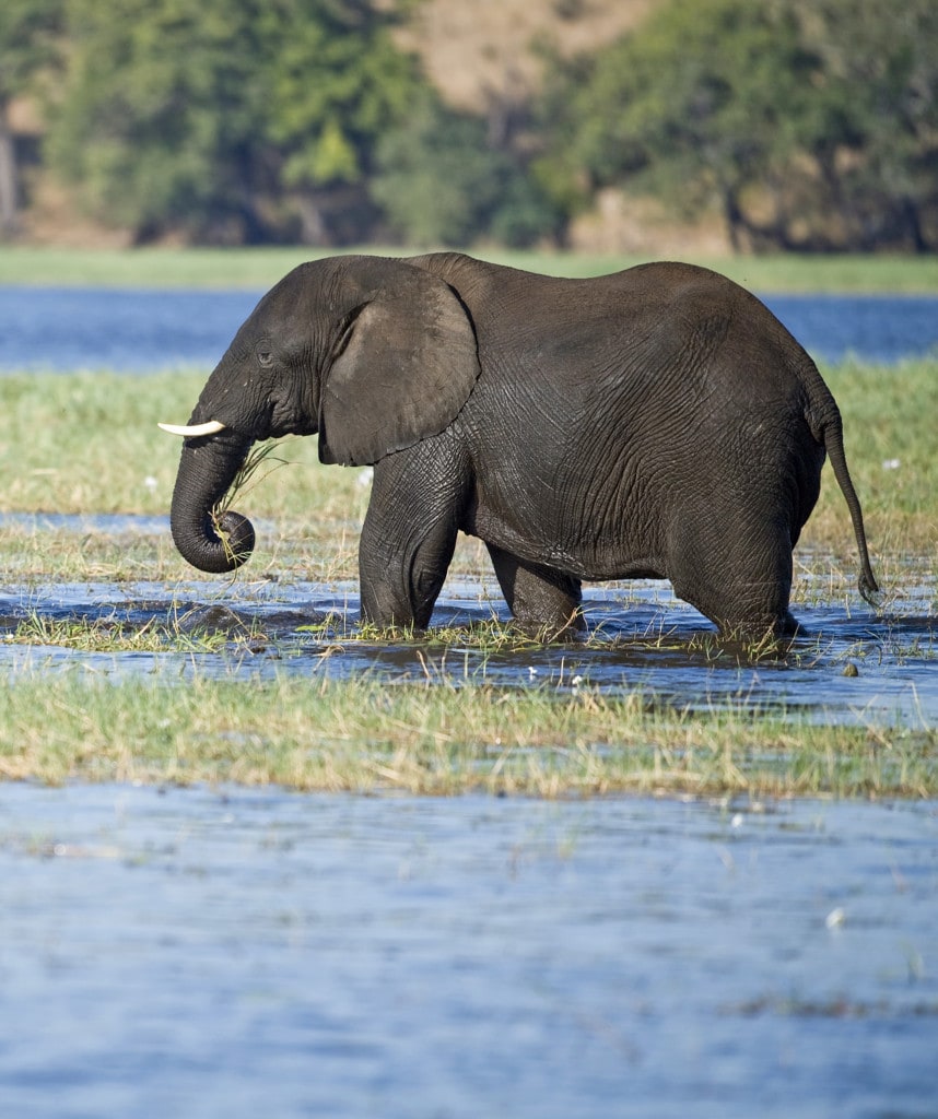 Highlights Namibia Botswana Safari Chobe