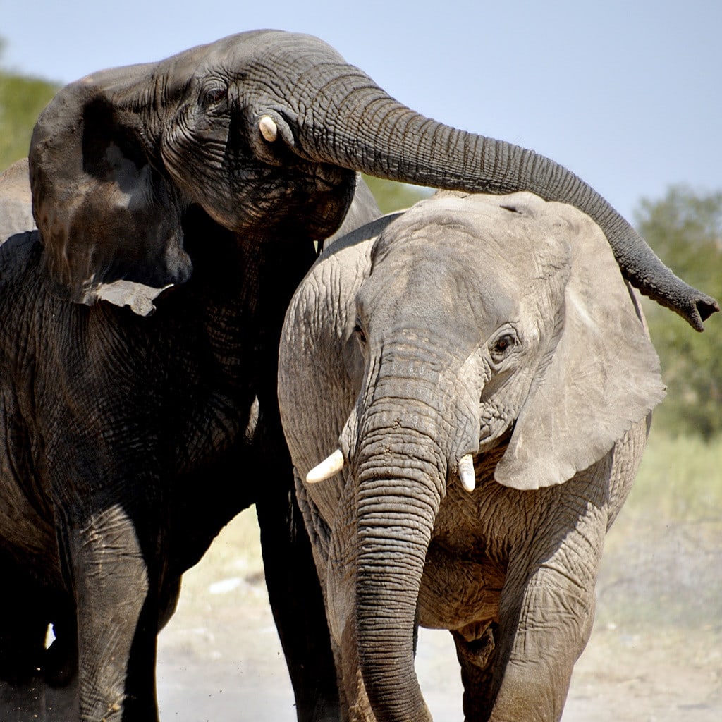 Namibia Lodge Safari Einsteiger