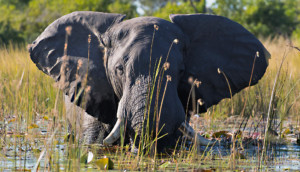 Afrika Reisen Botswana